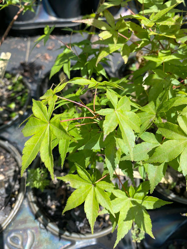 Acer palmatum 'Ueno yama' Yellow Japanese Maple - Maple Ridge Nursery